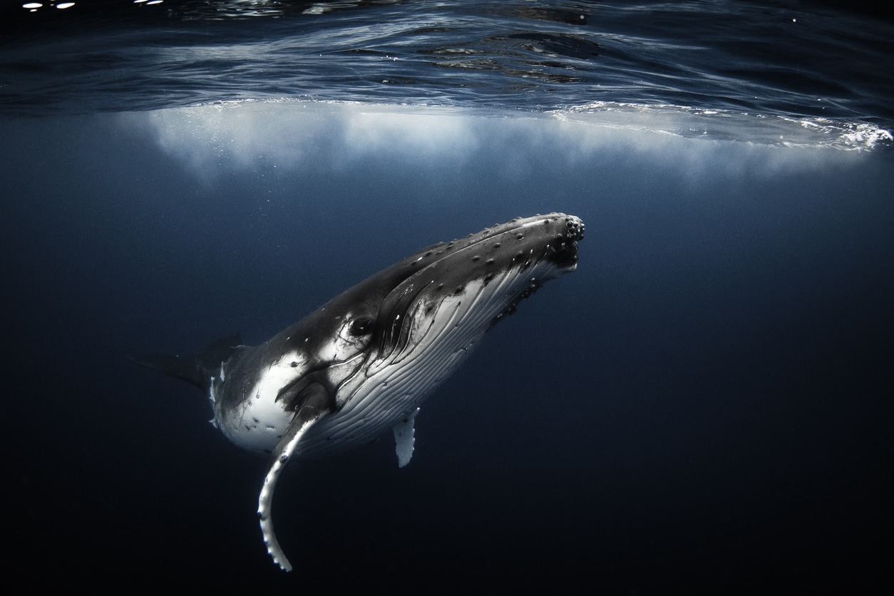 whale in ocean